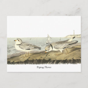 Piping Plover, John Audubon Postcard