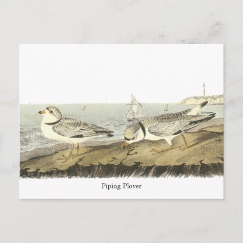 Piping Plover John Audubon Postcard