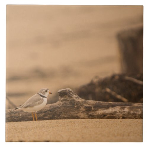 Piping Plover Large 6 X 6 Ceramic Photo Tile