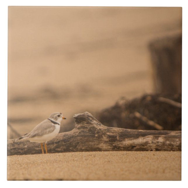 Piping Plover Large (6" X 6") Ceramic Photo Tile (Front)
