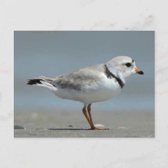 Piping Plover Postcard (Front)
