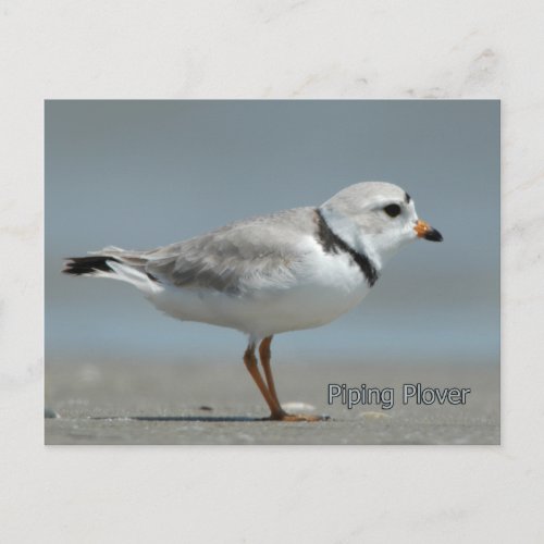 Piping Plover Postcard