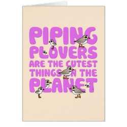 Piping Plovers are the Cutest Note Card
