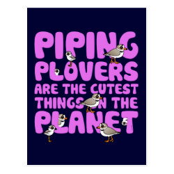 Piping Plovers are the Cutest Postcard