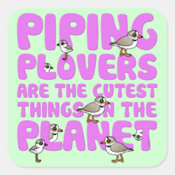 Piping Plovers are the Cutest Square Sticker
