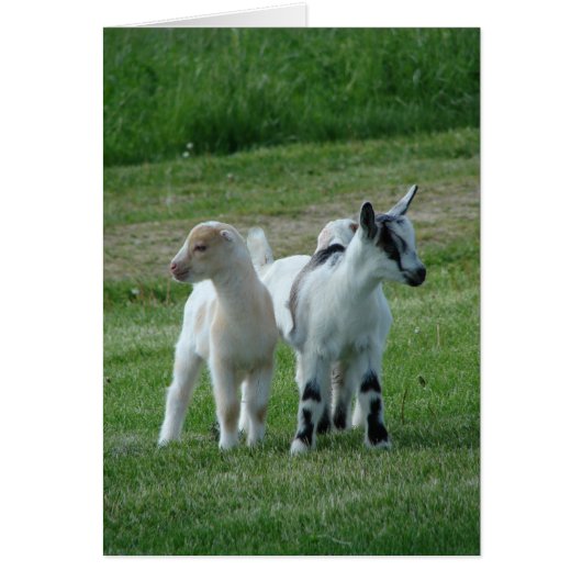 Pippi and Grey Cards (Front)