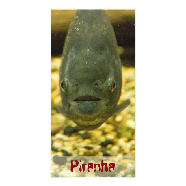 piranha card (Front)