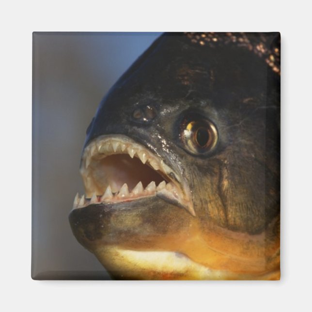 Piranha Close-Up Magnet (Front)