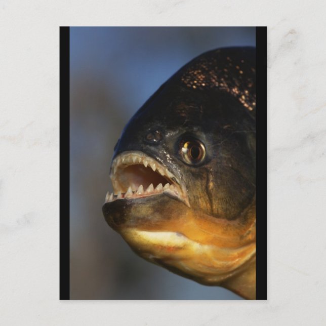 Piranha Close-Up Postcard (Front)