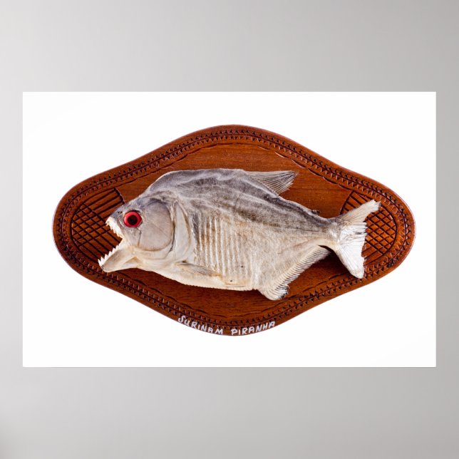 Piranha fish as trophy on wood isolated poster (Front)