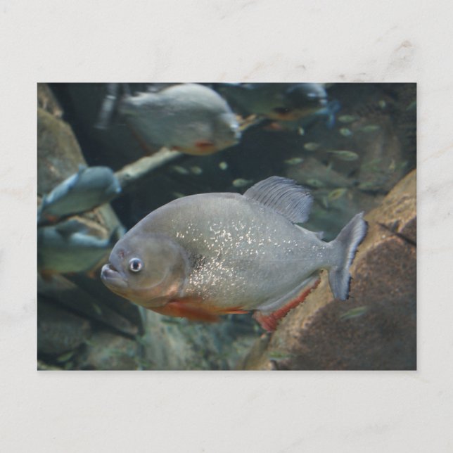 Piranha fish swimming color photograph postcard (Front)