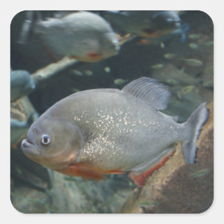 Piranha fish swimming color photograph square sticker