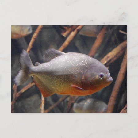 Piranha - Innocent Looking Brown Fish Postcard