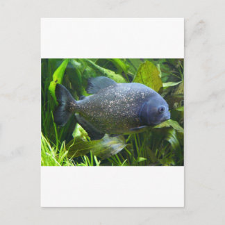piranha postcard