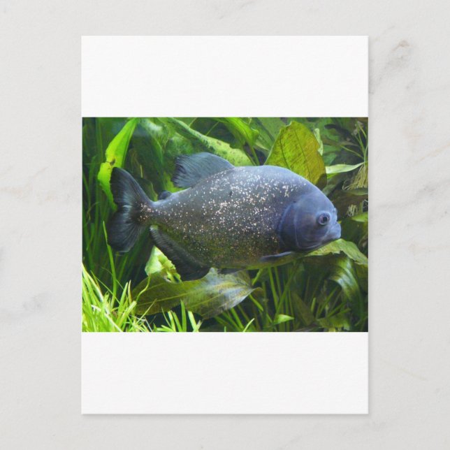 piranha postcard (Front)