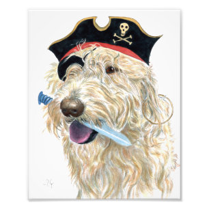 Pirate Cream Labradoodle Photo Print