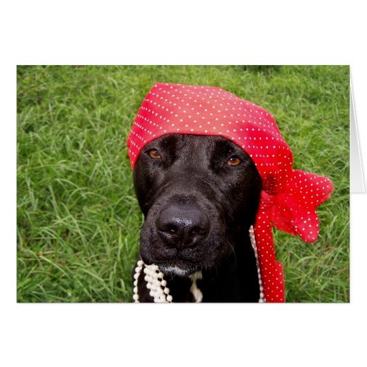 Pirate dog, black lab, red hankerchief green grass cards (Front Horizontal)