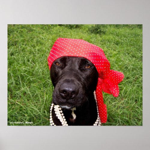 Pirate dog black lab red hankerchief green grass poster
