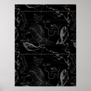 Pisces Constellation Hevelius 1690 on Black Poster