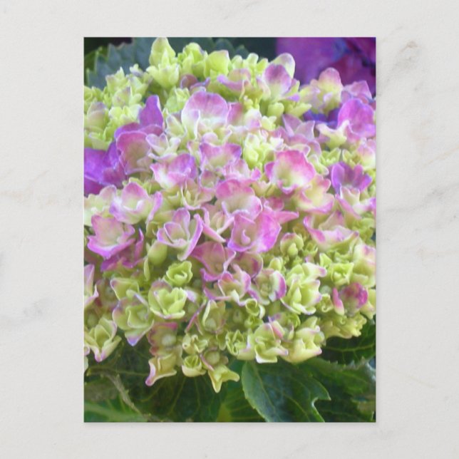 Pistachio Color Hydrangea Postcard (Front)