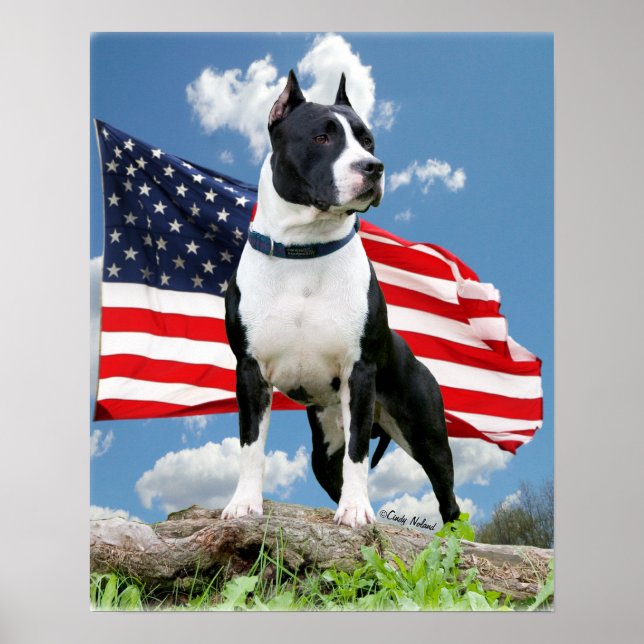 Pit bull (American Staffordshire Terrier) poster (Front)
