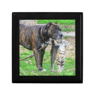Pit Bull and Cat Gift Box