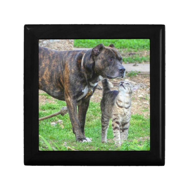 Pit Bull and Cat Gift Box (Front)