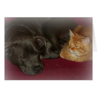 Pit Bull and Tabby Cat Friends Forever Card