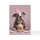 Pit Bull Birthday Celebration