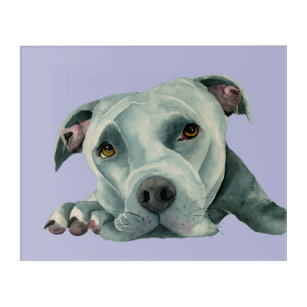 Pit Bull Dog Blue Nose Watercolor Painting Acrylic Print