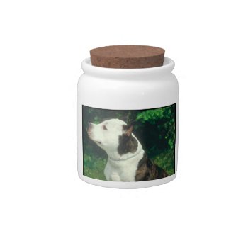 Pit Bull Dog Treat Candy Jar by walkandbark at Zazzle