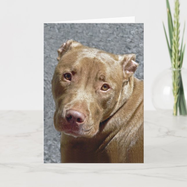 Pit Bull Greeting Card (Front)