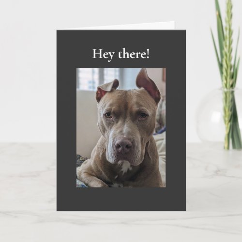 Pit Bull Hi Card