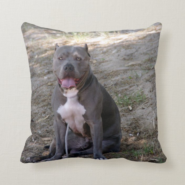 pitbull pillow