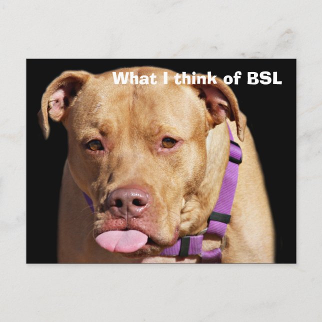 Pit Bull Postcard (Front)