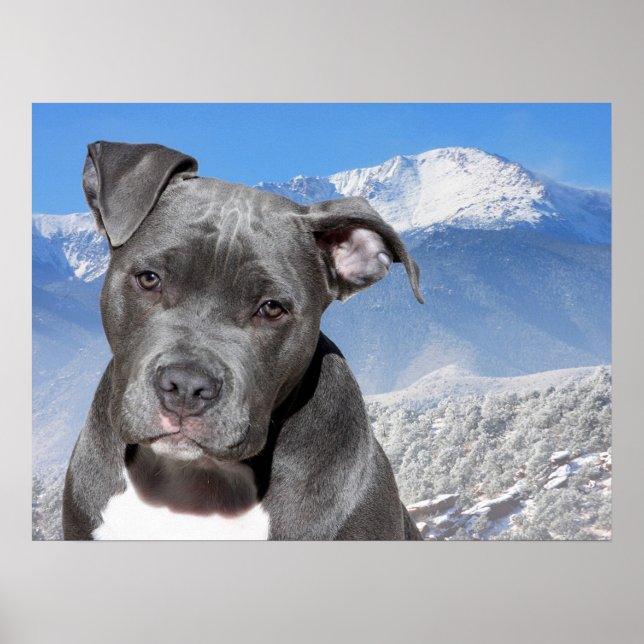 Pit Bull Poster (Front)