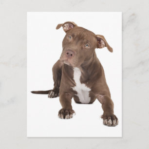 Pit Bull Puppy Dog Blank Postcard