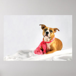 Pit Bull Puppy Love in Pink XOXO Poster