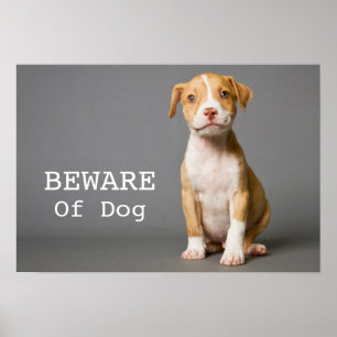 Pit-Bull Puppy Poster