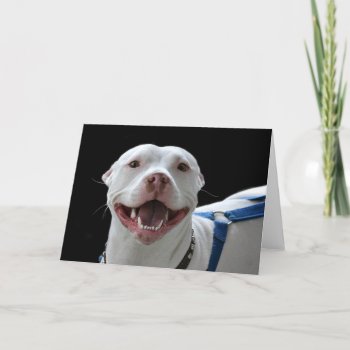 Pit Bull Smiling Card by deemac1 at Zazzle