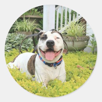 Pit Bull T-bone Classic Round Sticker by ButThePitBull at Zazzle