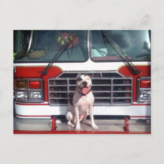Pit Bull T-Bone Fire House Dog Postcard