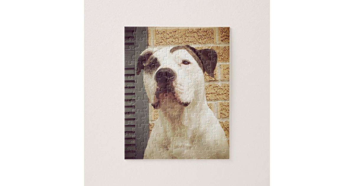puzzle toys for pit bulls