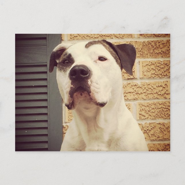 Pit Bull T-Bone Postcard (Front)