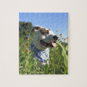 puzzle toys for pit bulls