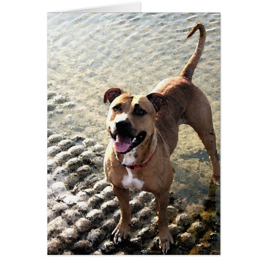Pit Bull Terrier Cards (Front)