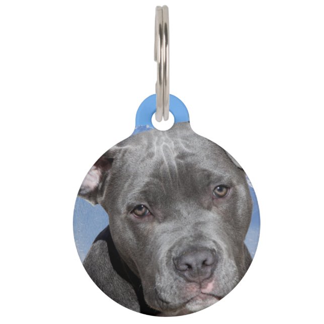 Pit Bull Terrier Dog. Pet ID Tag (Front)