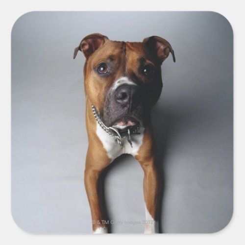 Pit Bull Terrier Lying Down Square Sticker