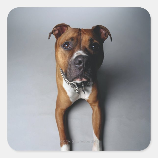 Pit Bull Terrier Lying Down Square Sticker (Front)