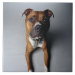 Pit Bull Terrier Lying Down Tile at Zazzle